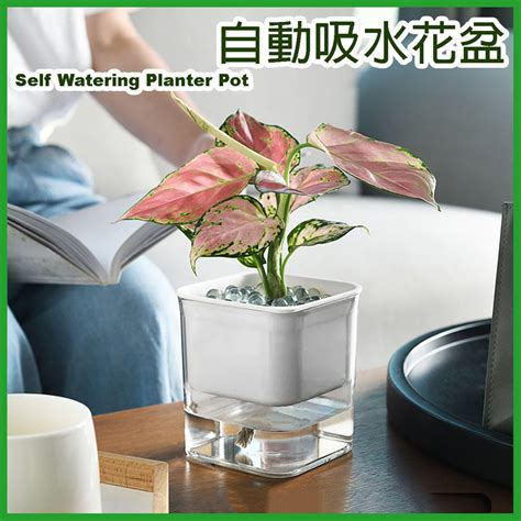 水種植物 風水|【水種植物風水】水種植物風水指南：招財、旺運、提。